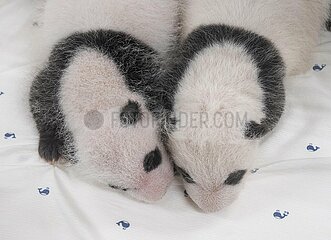 Südkorea-Yongin-Giant Panda Cubs