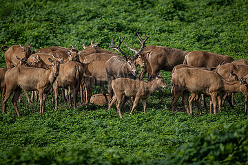 China-Hubei-Shishou-Milu Deer-Conservation (CN)