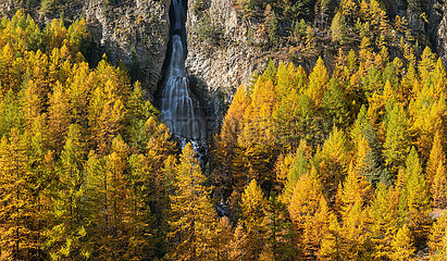FRANCE  HAUTES-ALPES (05)  CEILLAC. LA PISSE WATERFALL AND GOLDEN LARCH TREES IN AUTUMN IN THE QUEYRAS REGIONAL NATURAL PARK. EUROPEAN ALPS