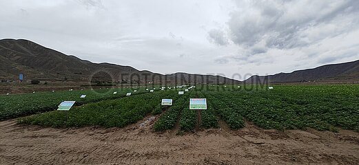 China-Gansu-Lanzhou-Zinc-angereicherte Kartoffel (CN)