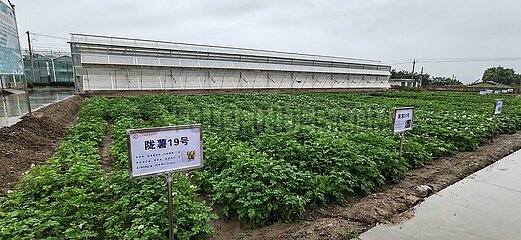 China-Gansu-Lanzhou-Zinc-angereicherte Kartoffel (CN)