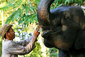 Indonesien-Lampung-Welt-Elefant-Tag