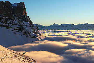 FRANCE. ISERE (38). VERCORS NATURAL PARK. IBEX AND SEA OF CLOUDS UNDER THE CLIFFS OF GRANDE MOUCHEROLLE 2284M AND SOEUR AGATHE