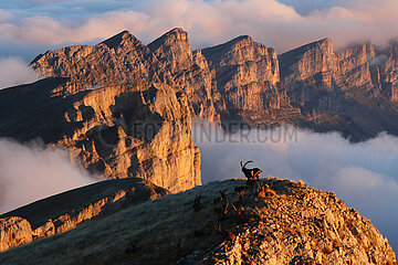 FRANCE. ALPS. ISERE (38). VERCORS NATURAL PARK. A MAJESTIC IBEX FACING THE GRAND VEYMONT (2341M)  THE HIGHEST SUMMIT OF THE VERCORS MOUNTAINS