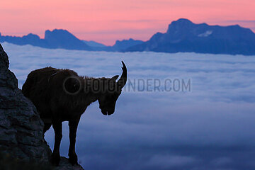 FRANCE. ISERE (38). VERCORS NATURAL PARK. SILHOUETTE OF AN IBEX IN FRONT OF THE DEVOLUY PEAKS (OBIOU  2790M) AND ABOVE THE SEA OF CLOUDS