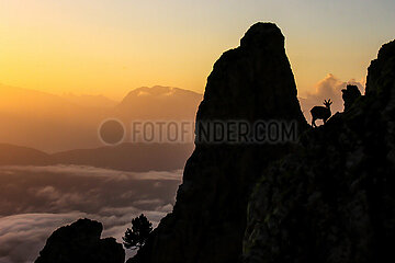 FRANCE. ISERE (38). VERCORS NATURAL PARK. SILHOUETTE OF AN IBEX UNDER THE AIGUILLES DES SULTANES  ABOVE THE SEA OF CLOUDS