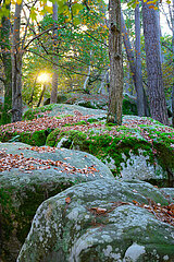 FRANCE  SEINE-ET-MARNE (77) FOREST OF FONTAINEBLEAU. BIG ROCKS ILLUMINATED BY SUNSET LIGHT