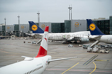 Frankfurt  Deutschland  Passagierflugzeuge der Lufthansa und Austrian Airlines am Terminal 1 auf dem Frankfurter Flughafen