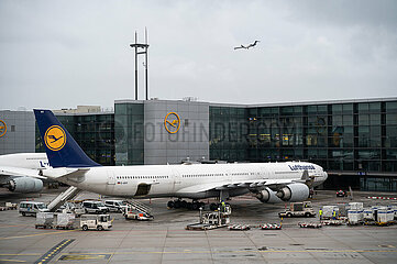 Frankfurt  Deutschland  Airbus A340-600 Passagierflugzeug der Lufthansa am Gate des Terminal 1 auf dem Frankfurter Flughafen