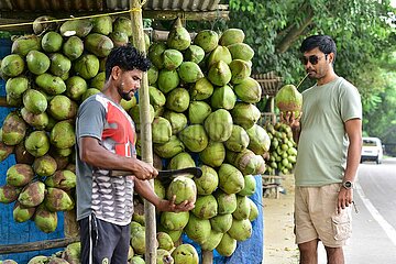 Indien-Assam-Koconut-Anbieter