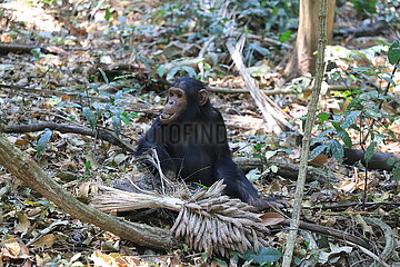 Tansania-Gombe National Park-Chimpanze