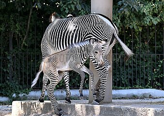 Italien-romgrünes Zebra-Fohlen