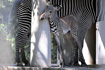 Italien-romgrünes Zebra-Fohlen