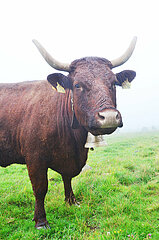 FRANCE. CANTAL (15). SALERS. COW OF SALERS BREED IN A FIELD UNDER MIST.