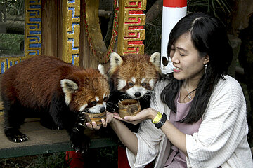 Indonesien-westliche Java-in-Int'l Red Panda Day