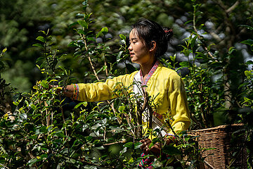 China-yunnan-pu'er-alte Tee-Wälder-Tee-Ernte (CN)