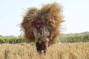 Afghanistan-Kunduz-Reis-Harvest