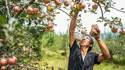 China-Guizhou-Weining-Apple-Marvest (CN)