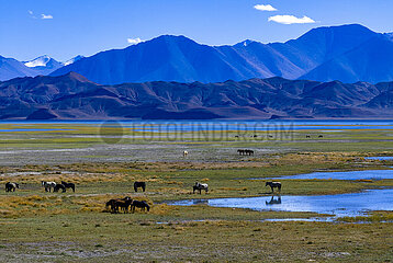 China-Tibet-Umwelt-Banggong Co (CN)