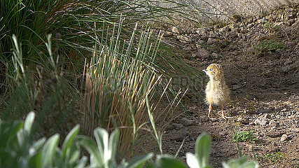 Australia-Würribee Open Range Zoo-Plains Wanderer Chicks