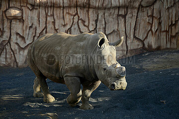 Indonesien-Malang-Welt Rhino Day