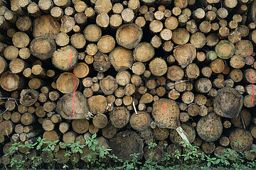 Deutschland  x - Nutzholz in einem Wald gestapelt