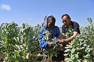 ERITREA-ASMARA-CHINESE AGRICULTURAL EXPERTS