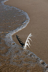 Polen  Dzwirzyno - Feder einer Moewe steckt im Sand  umspuelt vom Wasser der Ostsee