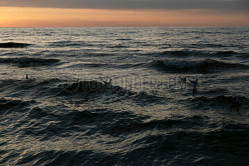 Polen  Kolobrzeg - Sonnenuntergang an der Ostsee  Moewen schaukeln in den Wellen
