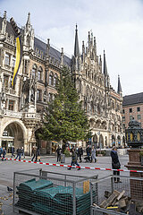 Weihnachtsbaum am Marienplatz in München vor dem Rathaus