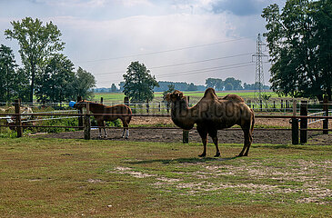 Polen  Szewce - Ein Pferd und ein Kamel auf einer Wiese eines Bauernhofs