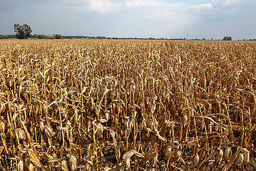 Polen  Szewce - Ausgetrocknetes Maisfeld nach einem Sommer mit einer langen Duerre