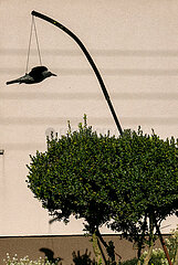 Polen  Stroszki - Plastikattrappe eines Raubvogels zur Abschreckung von Tauben etc. vor einem Wohnhaus