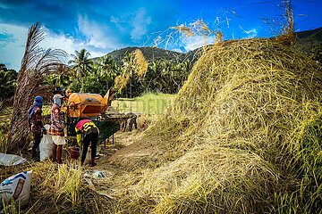 Rice Harvest at Biliran Island