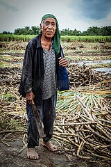 Sugar Cane Plantations at Negros