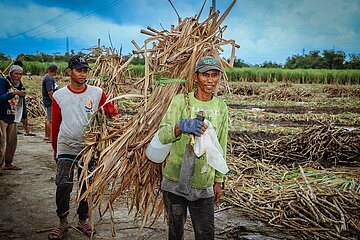 Sugar Cane Plantations at Negros