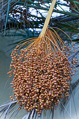 bunch of dates hanging from a date palm tree