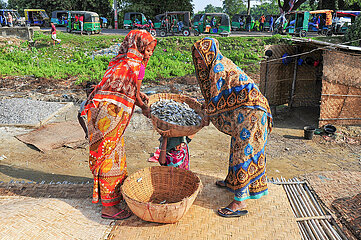 Organic dried fish production and processing in Sylhet  Bangladesh.