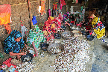 Organic dried fish production and processing in Sylhet  Bangladesh.