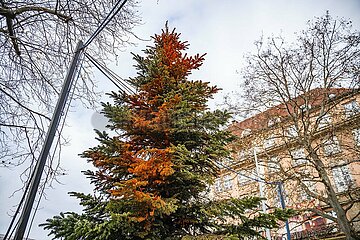 Farbaktion an Weihnachtsbaum der Letzten Generation in München