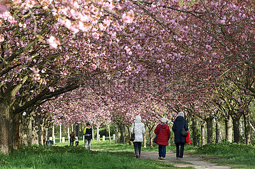 Teltow  Deutschland  Menschen laufen die TV Asahi Kirschbluetenallee entlang