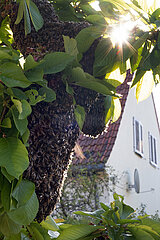 Berlin  Deutschland  Bienenschwarm haengt als Traube in einem Lindenbaum