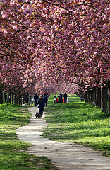 Teltow  Deutschland  Menschen laufen die TV Asahi Kirschbluetenallee entlang