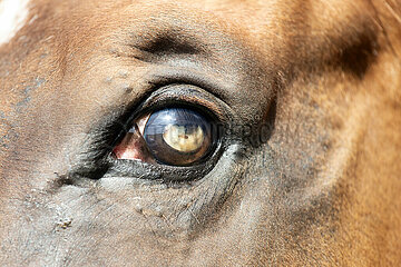 Vogelsdorf  eingetruebte Pupille eines Pferdes