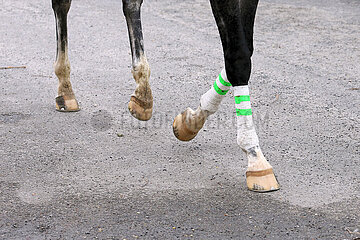 Dresden  Deutschland  Vorderbeine eines Pferdes sind bandagiert