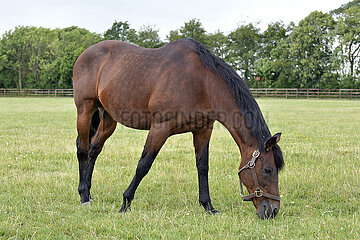 Newmarket  Dubawi grazes at the pasture