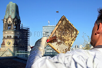 Berlin  Deutschland  Imker kontrolliert in der Stadt eine Wabe eines Bienenvolkes