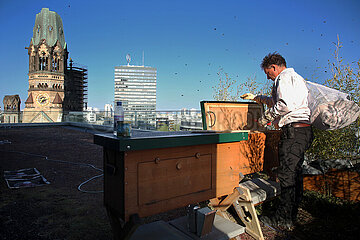 Berlin  Deutschland  Imker arbeitet auf einer Dachterrasse an einer Bienenbox