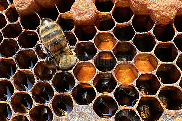 Neuenhagen  Deutschland  Honigbiene saugt kopfueber Honig aus einer Wabenzelle