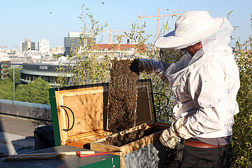 Berlin  Deutschland  Imker logiert auf einer Dachterrasse einen Bienenschwarm in eine Bienenbox ein